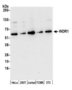 WDR1 Polyclonal Antibody, Bethyl Laboratories 20 &mu;L; Unconjugated:Antibodies,