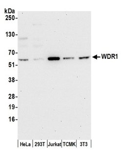 WDR1 Polyclonal Antibody, Bethyl Laboratories 20 &mu;L | Buy Online | Bethyl Laboratories, Inc | Fisher Scientific