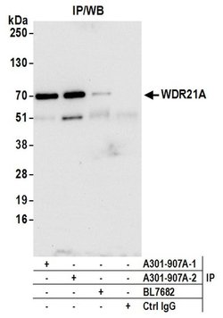 WDR21A Rabbit anti-Human, Mouse, Polyclonal, Bethyl Laboratories 100 &mu;L;