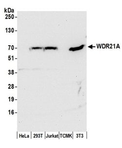 WDR21A Polyclonal Antibody, Bethyl Laboratories:Antibodies:Primary Antibodies