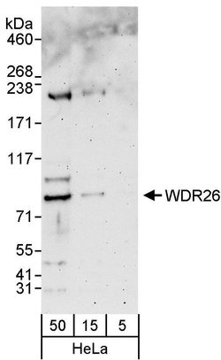 WDR26 Rabbit anti-Human, Polyclonal, Bethyl Laboratories 100 &mu;L; Unconjugated:Antibodies,