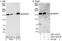 WDR33 Rabbit anti-Human, Polyclonal, Bethyl Laboratories 100 &mu;l; Unlabeled:Antibodies,