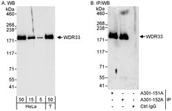 WDR33 Rabbit anti-Human, Polyclonal, Bethyl Laboratories 100 &mu;L; Unconjugated:Antibodies,