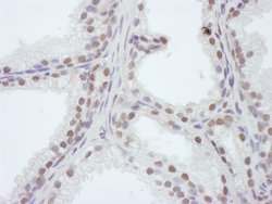 WDR4 Rabbit anti-Human, Polyclonal, Bethyl Laboratories 10 &mu;L; Unconjugated:Antibodies,