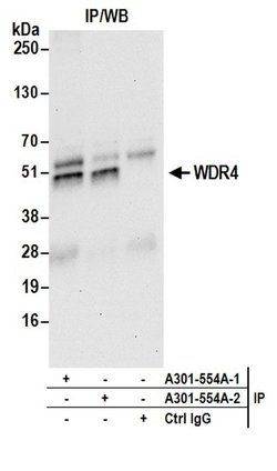 WDR4 Rabbit anti-Human, Polyclonal, Bethyl Laboratories 10 &mu;L; Unconjugated:Antibodies,