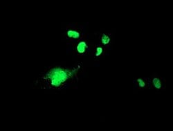WDR4 Monoclonal Antibody (OTI4G1), TrueMAB , OriGene 100 &mu;L; Unconjugated:Antibodies,