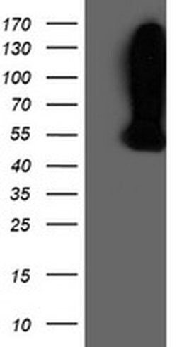 WDR4 Monoclonal Antibody (OTI4G1), TrueMAB , OriGene 100 &mu;L; Unconjugated:Antibodies,