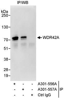 WDR42A Rabbit anti-Human, Polyclonal, Bethyl Laboratories 100 &mu;L; Unconjugated:Antibodies,