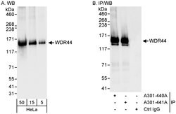 WDR44 Rabbit anti-Human, Polyclonal, Bethyl Laboratories 100 &mu;L; Unconjugated:Antibodies,