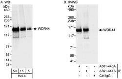WDR44 Rabbit anti-Human, Polyclonal, Bethyl Laboratories 100 &mu;l; Unlabeled:Antibodies,