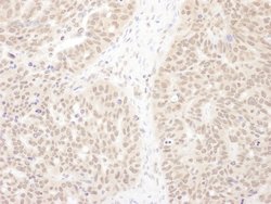 WDR5 Rabbit anti-Human, Polyclonal, Bethyl Laboratories 10 &mu;L; Unconjugated:Antibodies,