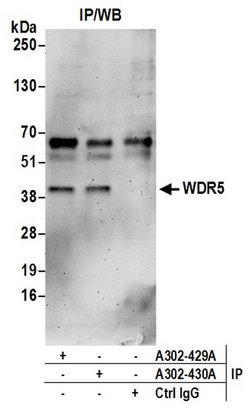 WDR5 Rabbit anti-Human, Polyclonal, Bethyl Laboratories 10 &mu;L; Unconjugated:Antibodies,