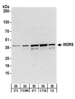WDR5 Rabbit anti-Human, Mouse, Rat, Polyclonal, Bethyl Laboratories 100
