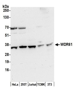 WDR61/REC14/SKI8 Rabbit anti-Human, Mouse, Polyclonal, Bethyl Laboratories