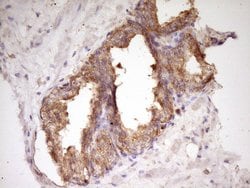 WDR61 Monoclonal Antibody (OTI4C4), TrueMAB , OriGene:Antibodies:Primary