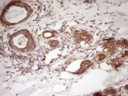 WDR61 Monoclonal Antibody (OTI4C4), TrueMAB , OriGene 100 &mu;L; Unconjugated:Antibodies,