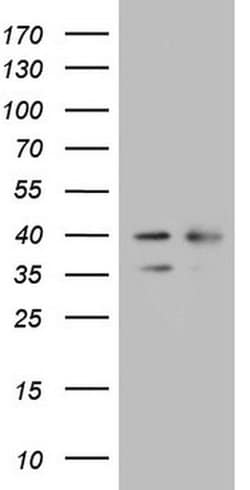 WDR61 Monoclonal Antibody (OTI1A7), TrueMAB , OriGene:Antibodies:Primary