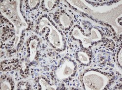 WDR74 Monoclonal Antibody (OTI4B2), TrueMAB , OriGene 100 &mu;L; Unconjugated:Antibodies,