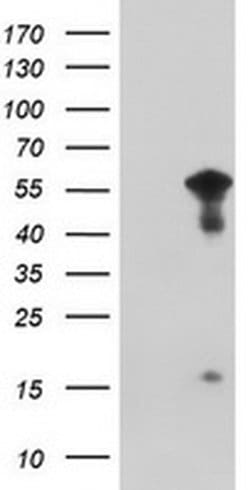 WDR74 Monoclonal Antibody (OTI4F2), TrueMAB , OriGene 100 &mu;L; Unconjugated:Antibodies,