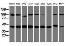 WDR74 Monoclonal Antibody (OTI4B2), TrueMAB , OriGene 100 &mu;L; Unconjugated:Antibodies,