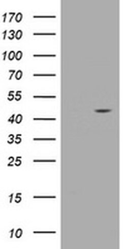 WDR74 Monoclonal Antibody (OTI3D10), TrueMAB , OriGene 100 &mu;L; Unconjugated:Antibodies,