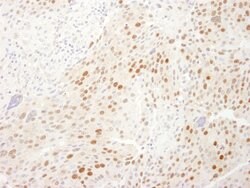 WDR77/MEP50 Rabbit anti-Human, Polyclonal, Bethyl Laboratories 100 &mu;L;