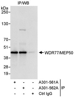 WDR77/MEP50 Rabbit anti-Human, Polyclonal, Bethyl Laboratories 100 &mu;L;
