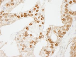 WDR77/MEP50 Polyclonal Antibody, Bethyl Laboratories 100 &mu;l; Unlabeled:Antibodies,