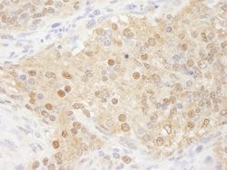 WDR77/MEP50 Polyclonal Antibody, Bethyl Laboratories 100 &mu;l; Unlabeled:Antibodies,