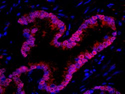 WDR77/MEP50 Polyclonal Antibody, Bethyl Laboratories 100 &mu;l; Unlabeled:Antibodies,
