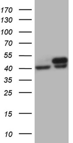 WDR77 Mouse anti-Human, Clone: OTI4A6, lyophilized, TrueMAB 100 &mu;g;