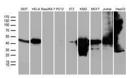 WDR77 Monoclonal Antibody (OTI5E9), TrueMAB , OriGene 100 &mu;L; Unconjugated:Antibodies,