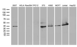 WDR77 Mouse anti-Human, Mouse, Clone: OTI5H9, lyophilized, TrueMAB 100