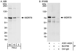 WDR79 Rabbit anti-Human, Polyclonal, Bethyl Laboratories 100 &mu;L; Unconjugated:Antibodies,