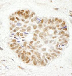 WDR79 Polyclonal Antibody, Bethyl Laboratories 100 &mu;L; Unconjugated:Antibodies,