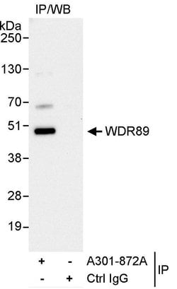 WDR89 Rabbit anti-Human, Polyclonal, Bethyl Laboratories 100 &mu;L; Unconjugated:Antibodies,
