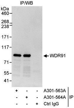 WDR91 Rabbit anti-Human, Polyclonal, Bethyl Laboratories 100 &mu;L; Unconjugated:Antibodies,