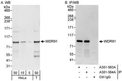 WDR91 Rabbit anti-Human, Polyclonal, Bethyl Laboratories 100 &mu;L; Unconjugated:Antibodies,