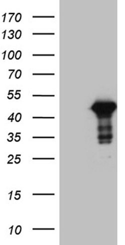 WDR92 Monoclonal Antibody (OTI4B5), TrueMAB , OriGene 30 &mu;L; Unconjugated:Antibodies,