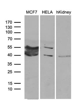 WDR92 Monoclonal Antibody (OTI4B5), TrueMAB , OriGene 30 &mu;L; Unconjugated:Antibodies,