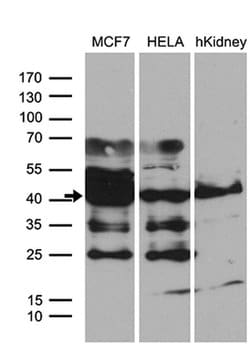WDR92 Monoclonal Antibody (OTI1H8), TrueMAB , OriGene:Antibodies:Primary