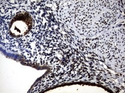 WFDC2 Mouse anti-Human, Clone: UMAB88, liquid, UltraMAB 30 &mu;L; Unconjugated:Antibodies,