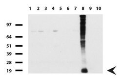 WFDC2 Mouse anti-Human, Clone: UMAB88, liquid, UltraMAB 30 &mu;L; Unconjugated:Antibodies,
