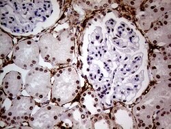 WHSC1L1 Monoclonal Antibody (OTI3B3), TrueMAB , OriGene 100 &mu;L; Unconjugated:Antibodies,