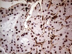 WHSC1L1 Monoclonal Antibody (OTI3B3), TrueMAB , OriGene 100 &mu;L; Unconjugated:Antibodies,