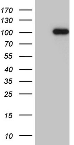 WHSC1L1 Monoclonal Antibody (OTI3B3), TrueMAB , OriGene 100 &mu;L; Unconjugated:Antibodies,