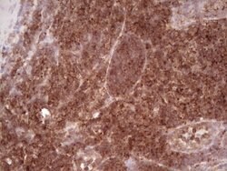 WIBG Monoclonal Antibody (OTI11C5), TrueMAB , OriGene:Antibodies:Primary