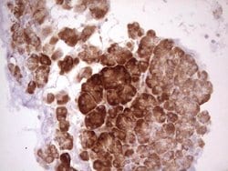 WIBG Monoclonal Antibody (OTI5E2), TrueMAB , OriGene 100 &mu;L; Unconjugated:Antibodies,