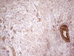 WIBG Monoclonal Antibody (OTI5E2), TrueMAB , OriGene 100 &mu;L; Unconjugated:Antibodies,