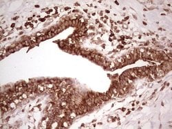 WIBG Monoclonal Antibody (OTI5E2), TrueMAB , OriGene 100 &mu;L; Unconjugated:Antibodies,